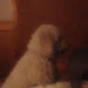 Meet your Posher, Harley